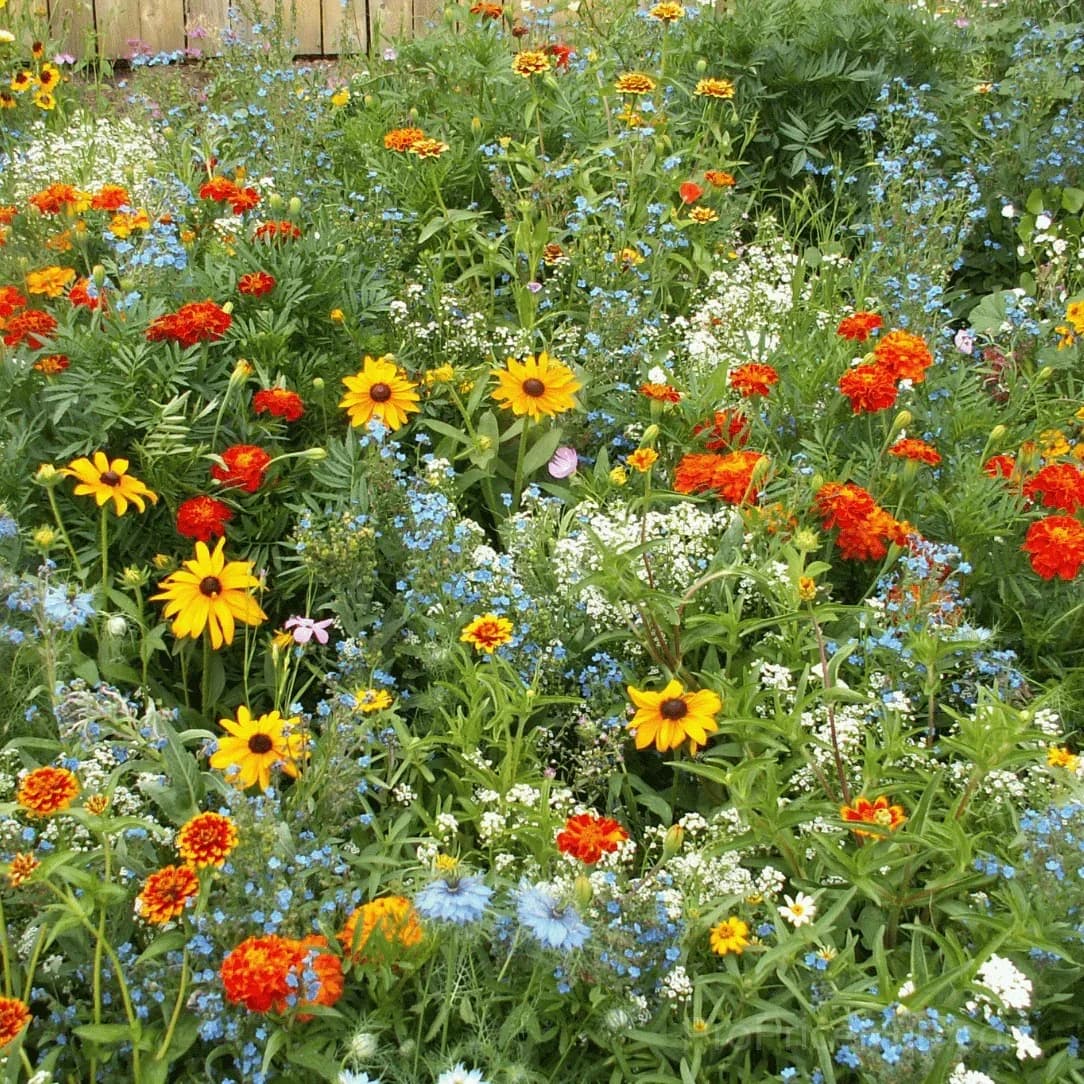Heat-Tolerant Wildflower Seeds – Summer Hardy Mix - Alt