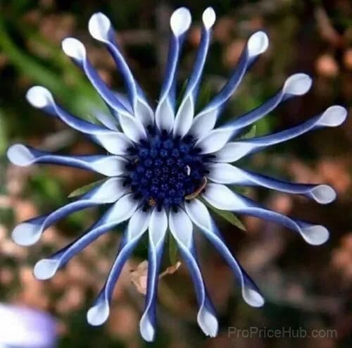 20 Rare Blue Daisy Flower Seeds for Garden Planting - View 4