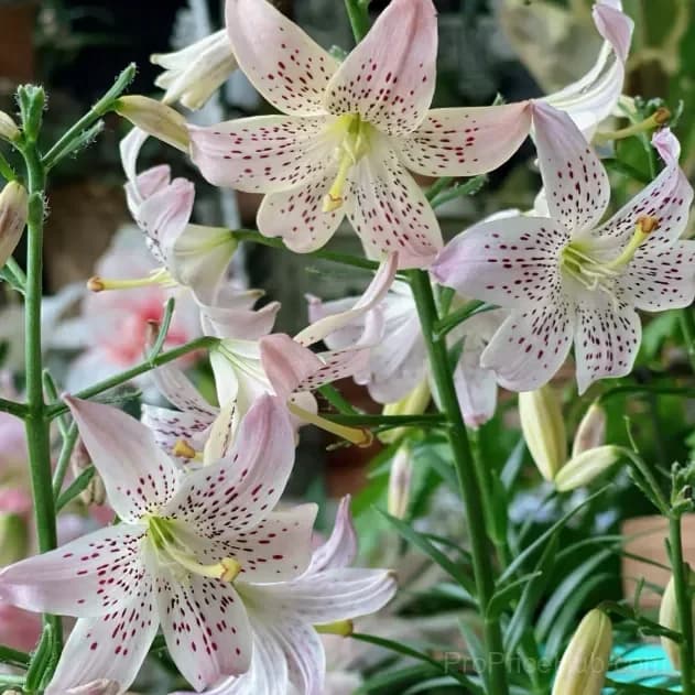 Rare Tiger Lily Bulbs - View 5