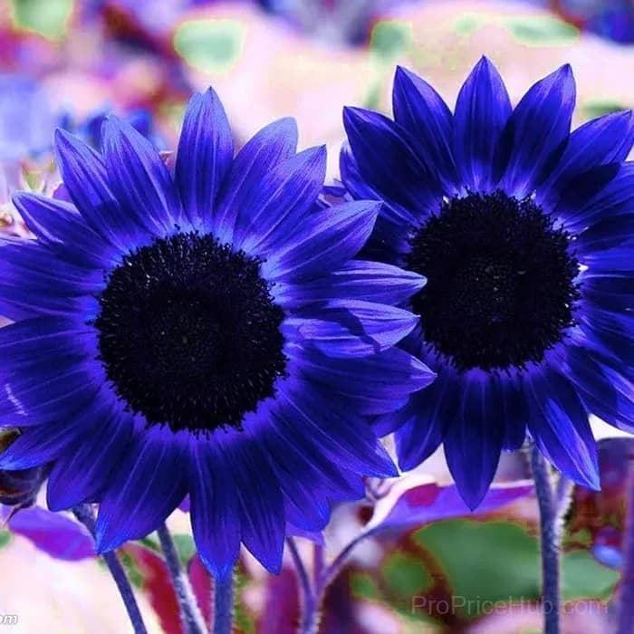 Dark Blue Sunflower Seeds for Planting - Main