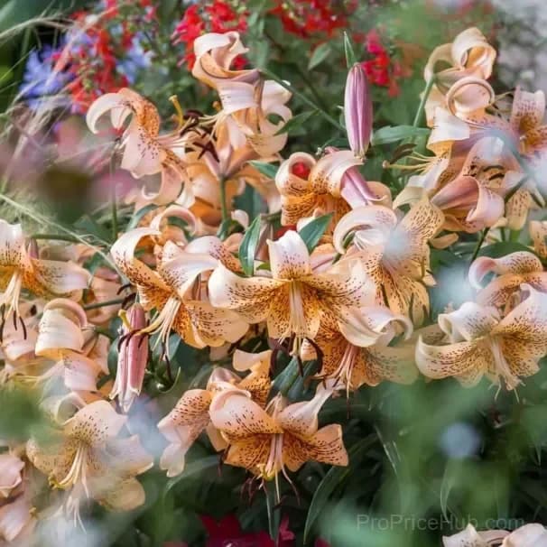 Rare Tiger Lily Bulbs - View 13