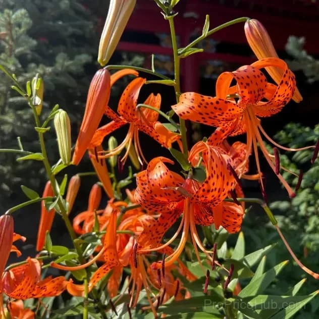 Rare Tiger Lily Bulbs - Alt