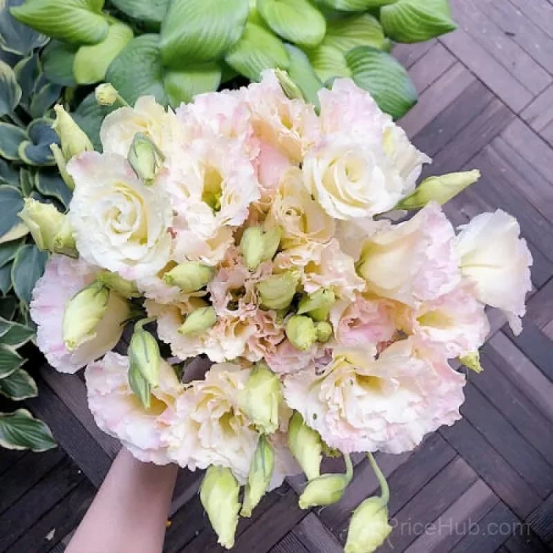 Eustoma Thornless Rose Lisianthus Seeds - 7 Day Germination - View 37