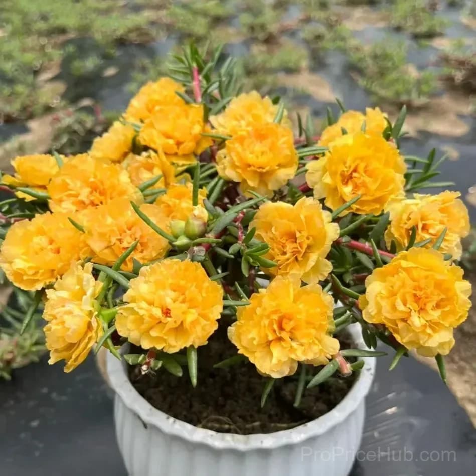 5000+ Four Season Mixed Moss Rose Seeds - View 5