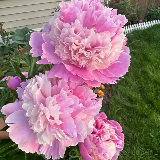 Double Petaled Piani Queen of Flowers Seeds - View 3