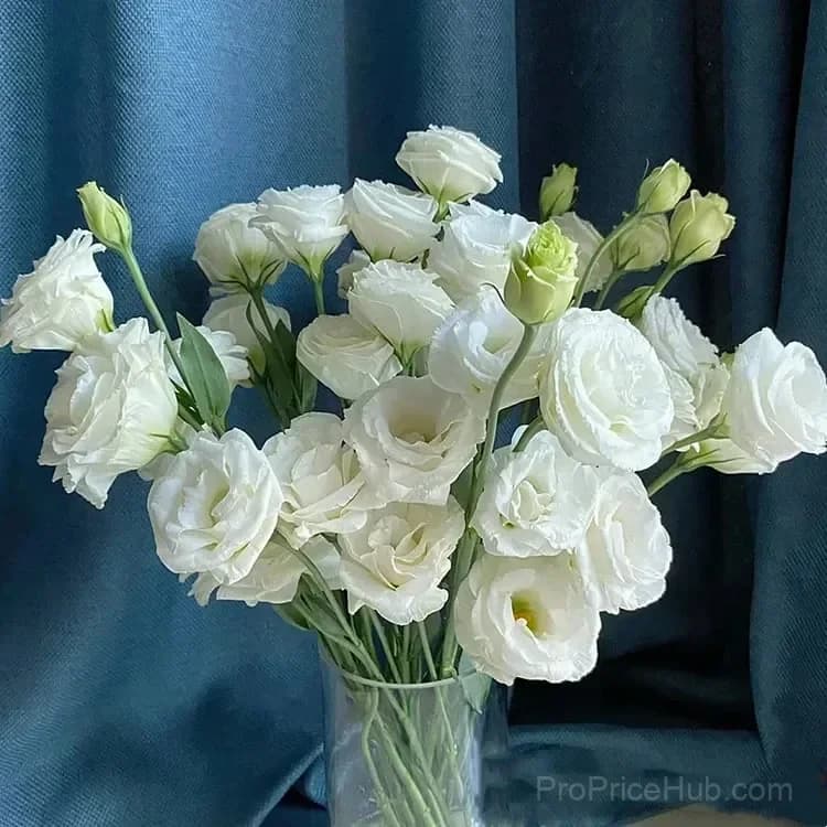 Eustoma Thornless Rose Lisianthus Seeds - 7 Day Germination - View 42