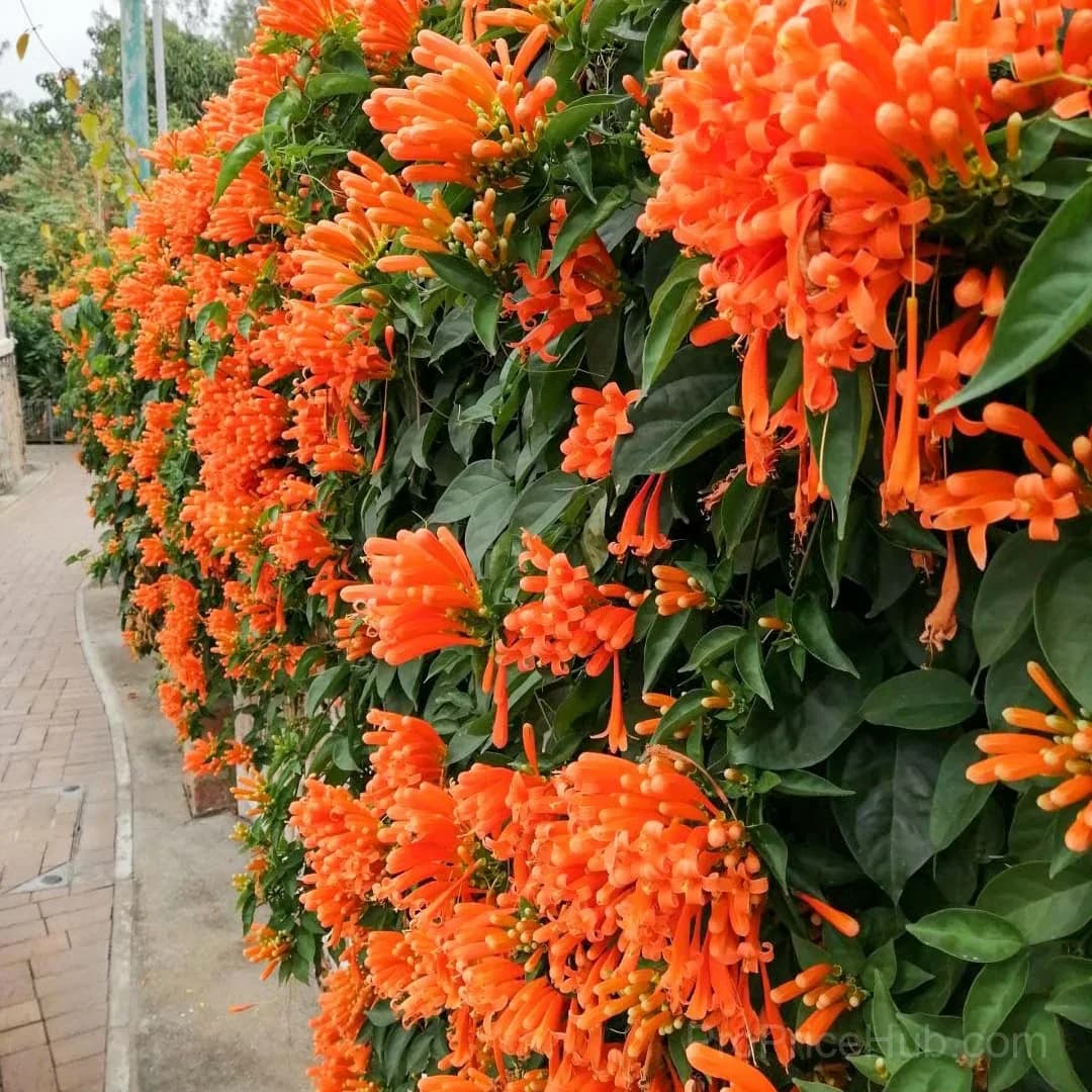 Epilobium garrettii Rainbow Burst Orange Glow Flower Seeds - View 16