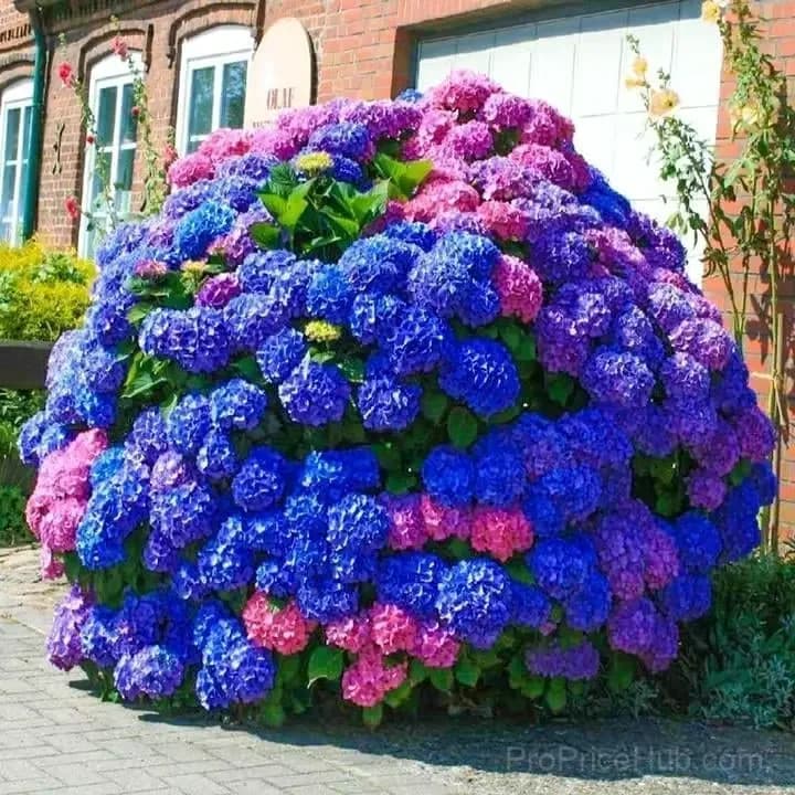 Mix Hydrangea Seeds, Perennial, 200 Seeds - Main