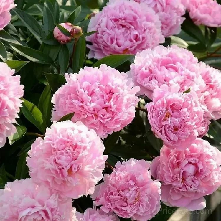 Double Petaled Piani Queen of Flowers Seeds - View 24