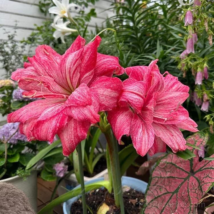 Double-Flowered Amaryllis Bulbs for Garden Planting - View 8