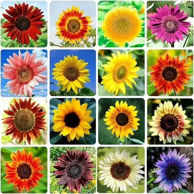 Sunflower Seeds for Planting - Sunshine Variety - Main