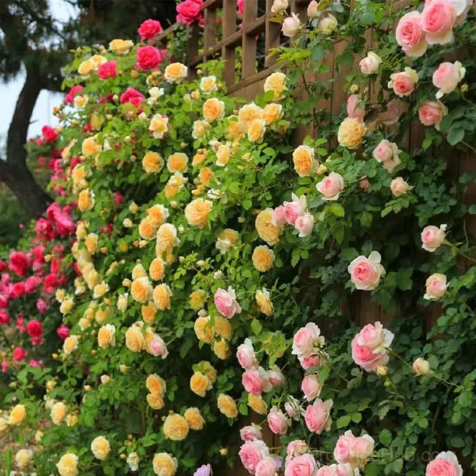 255 Mixed Color Climbing Rose Vine Seeds - Alt