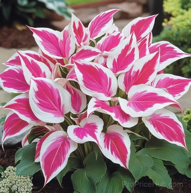 Premium Hosta Seeds for Shade Garden Planting - View 11