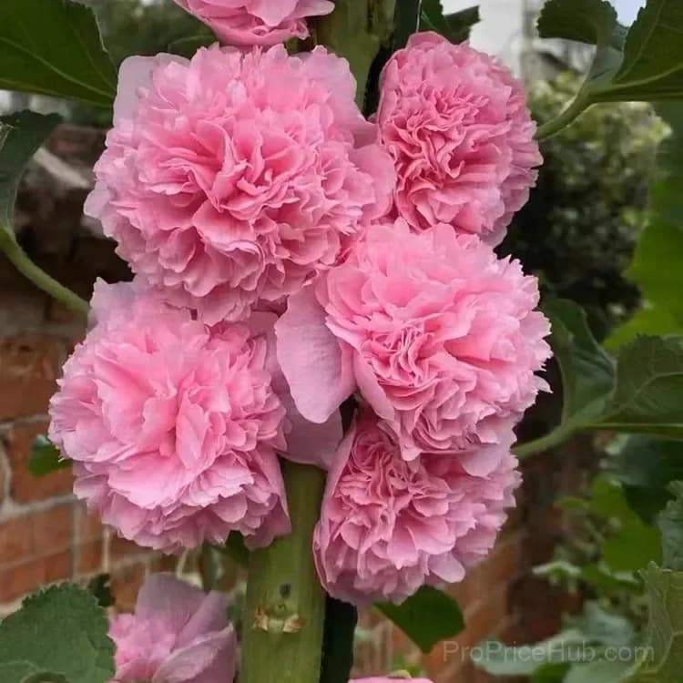 Rare Double Hollyhock Seeds - View 12