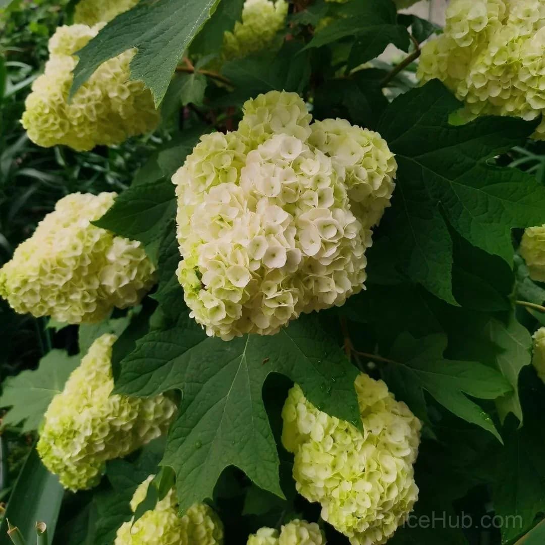 Oakleaf Hydrangea Seeds - Four Seasons of Changing Beauty - View 3