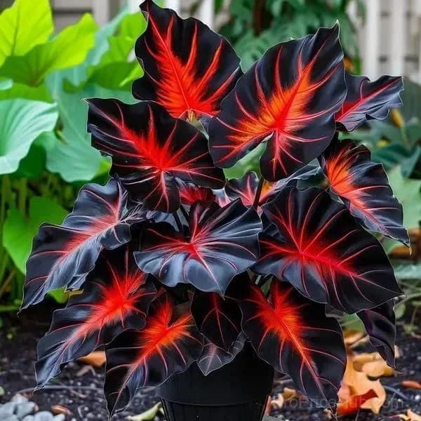 Rare Giant Multi-Color Caladium Bulbs – Tropical Leaves, Easy to Grow - View 15