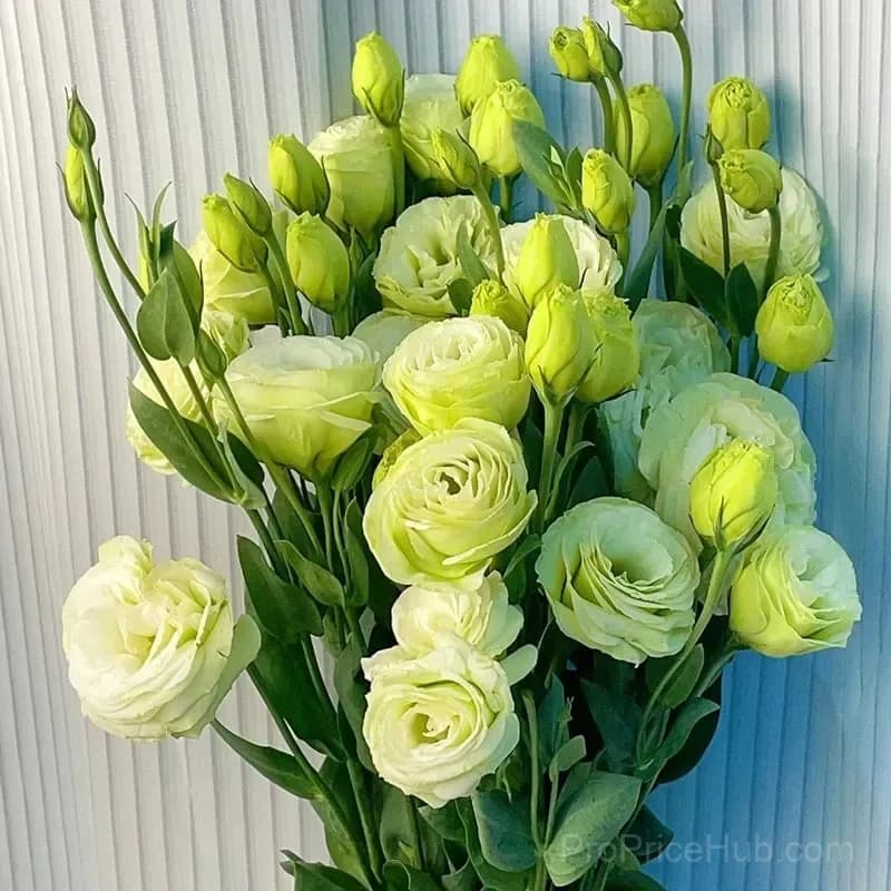 Eustoma Thornless Rose Lisianthus Seeds - 7 Day Germination - View 28