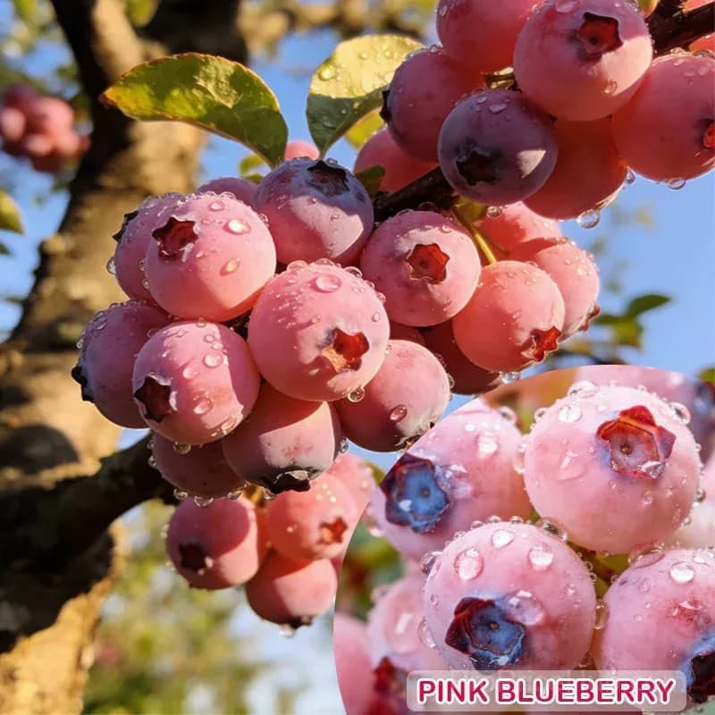 Premium Pink Blueberry Seeds for Planting - View 10