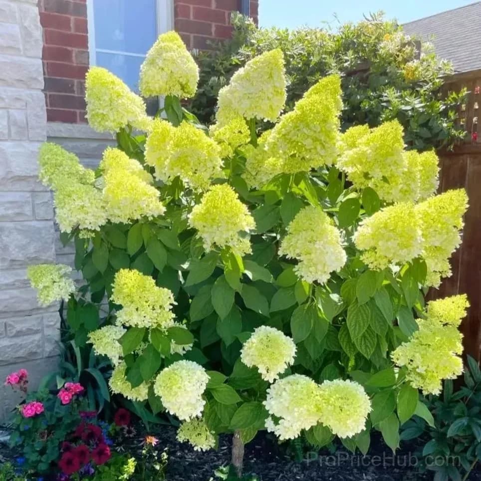 Mix Hydrangea Seeds, Perennial, 200 Seeds - View 13