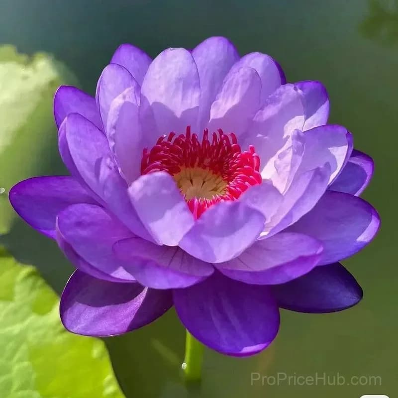 Bonsai Lotus Seeds for Seasonal Planting - View 4