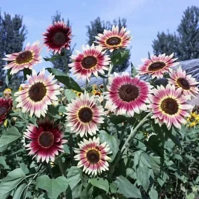 Sunflower Seeds for Planting - Sunshine Variety - Alt