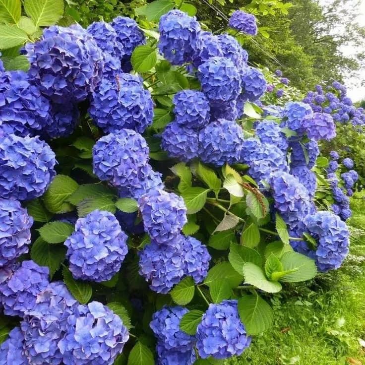 Mix Hydrangea Seeds, Perennial, 200 Seeds - View 8