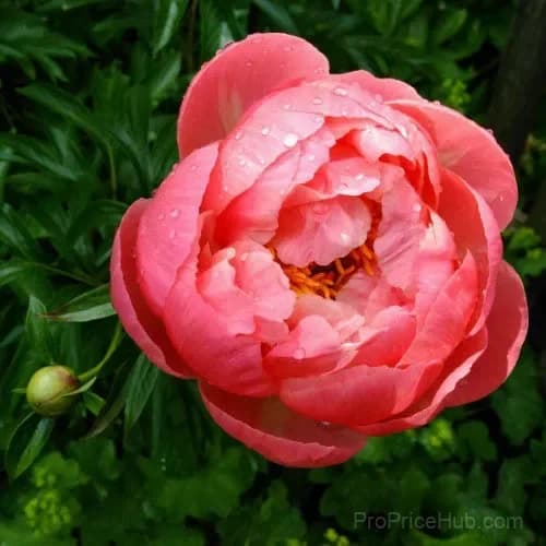 Paeonia Pink Hawaiian Coral 100 Seeds - Main