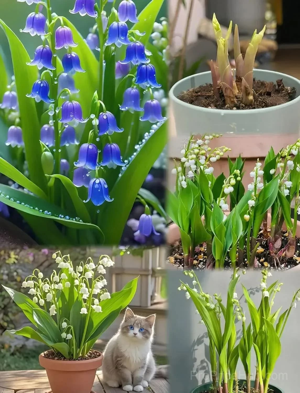 Hanging Lily of the Valley Bulbs – Perennial Flowering Plant - View 3