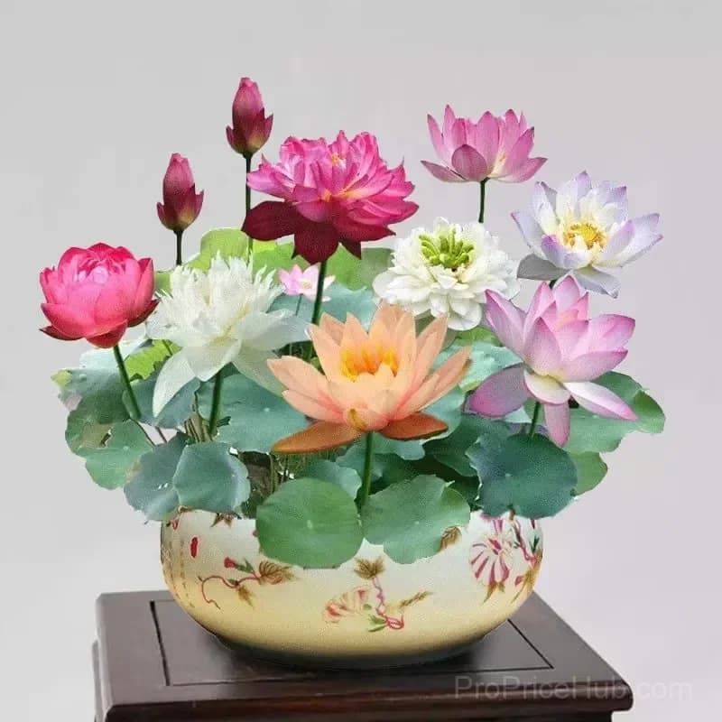 Sacred Bonsai Bowl Lotus Seeds – Water Garden Variety - Main