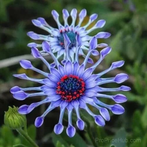 20 Rare Blue Daisy Flower Seeds for Garden Planting - Main