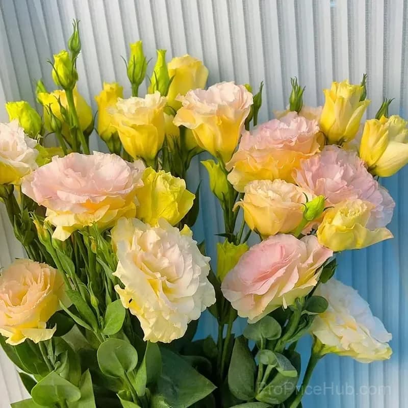 Eustoma Thornless Rose Lisianthus Seeds - 7 Day Germination - View 17