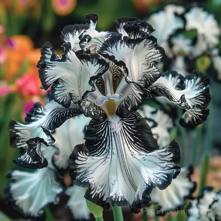 Signature Tall Bearded Iris – Premium Garden Bulbs - View 20