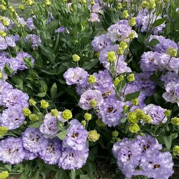 Eustoma Thornless Rose Lisianthus Seeds - 7 Day Germination - View 41
