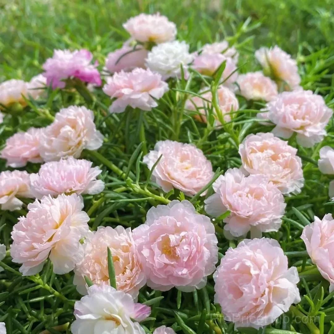 5000+ Four Season Mixed Moss Rose Seeds - View 15