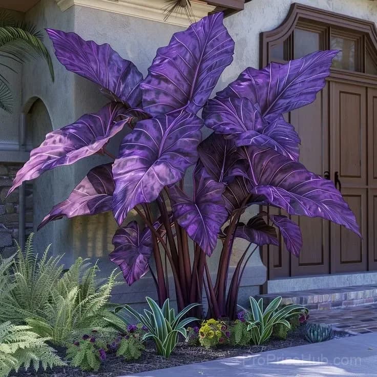 Giant Alocasia Bulbs – Tropical Houseplant Bulbs - View 6