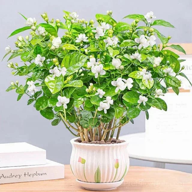 Double Jasmine Seeds – Double-Flowered Variety for Garden - View 11