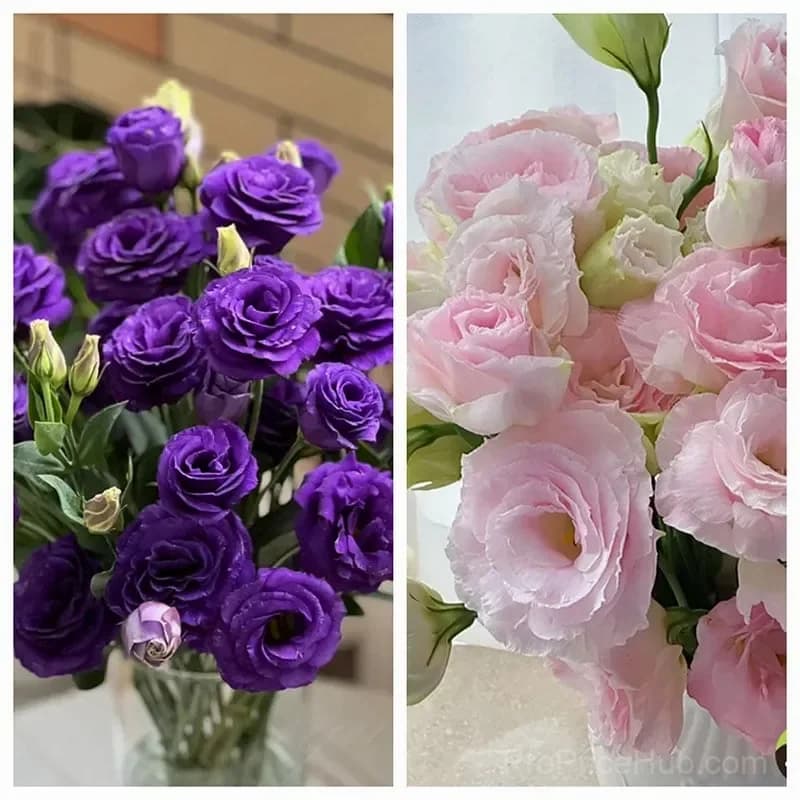Eustoma Thornless Rose Lisianthus Seeds - 7 Day Germination - View 24