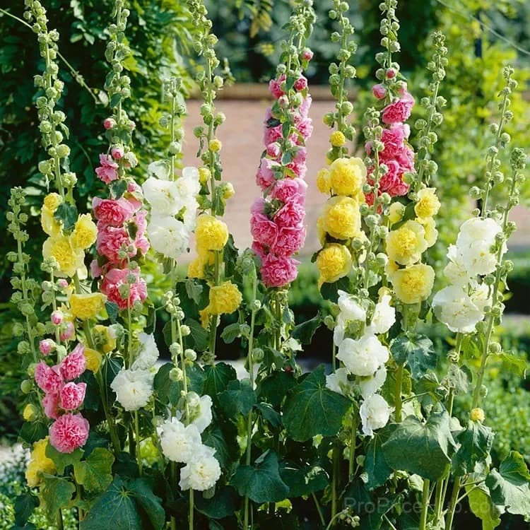 Rare Double Hollyhock Seeds - Main