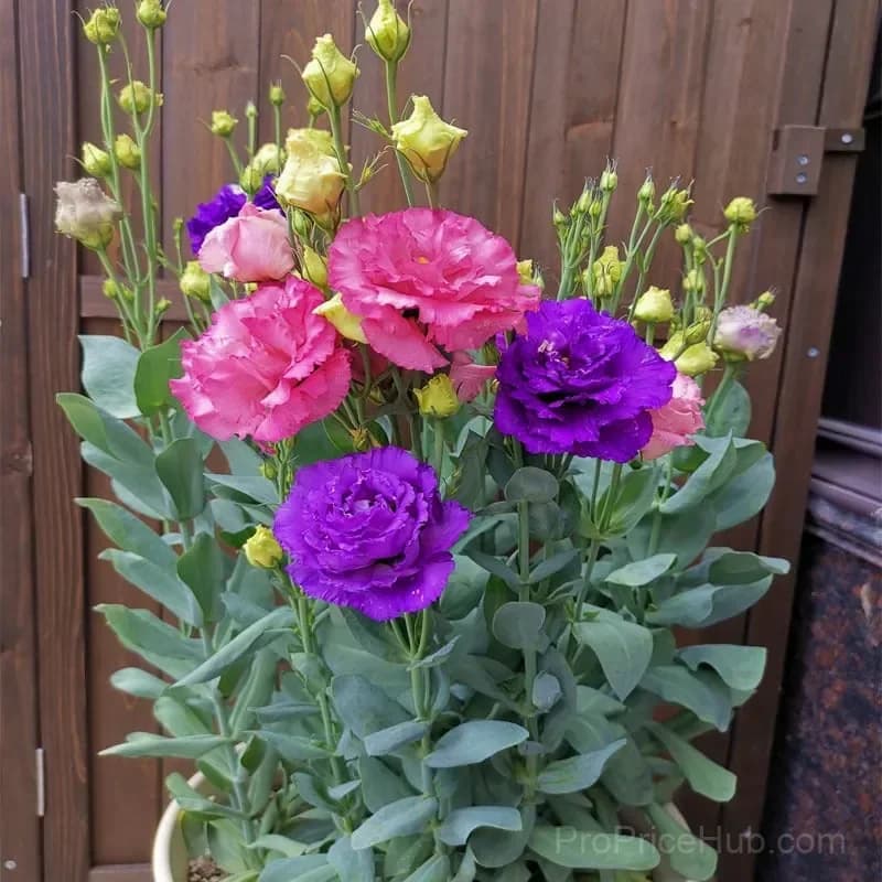 Eustoma Thornless Rose Lisianthus Seeds - 7 Day Germination - View 9