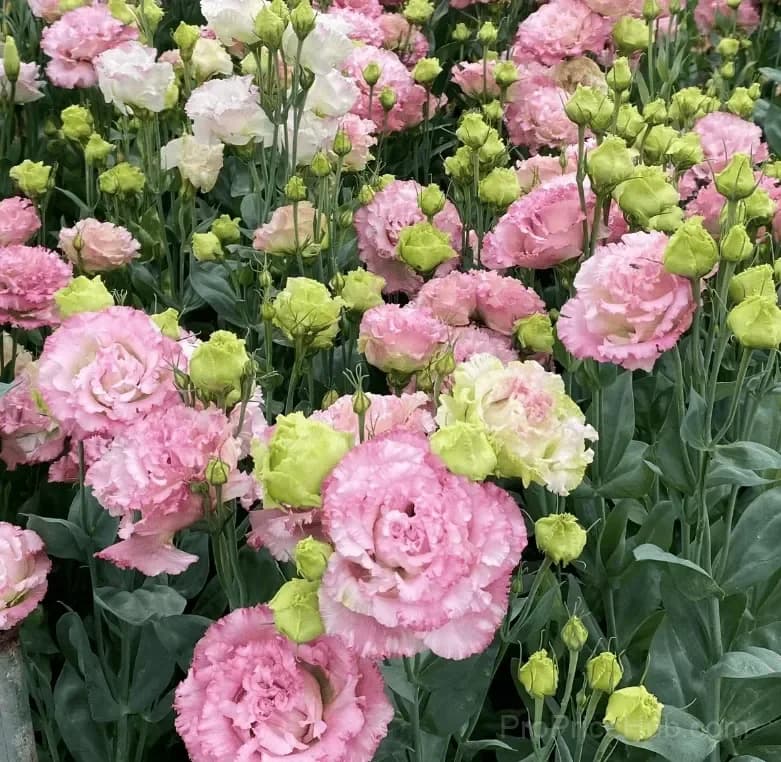 Eustoma Thornless Rose Lisianthus Seeds - 7 Day Germination - View 32