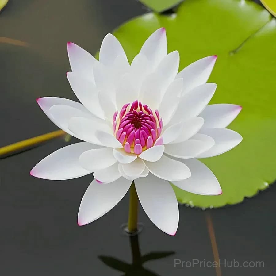 Bonsai Lotus Seeds for Seasonal Planting - View 3