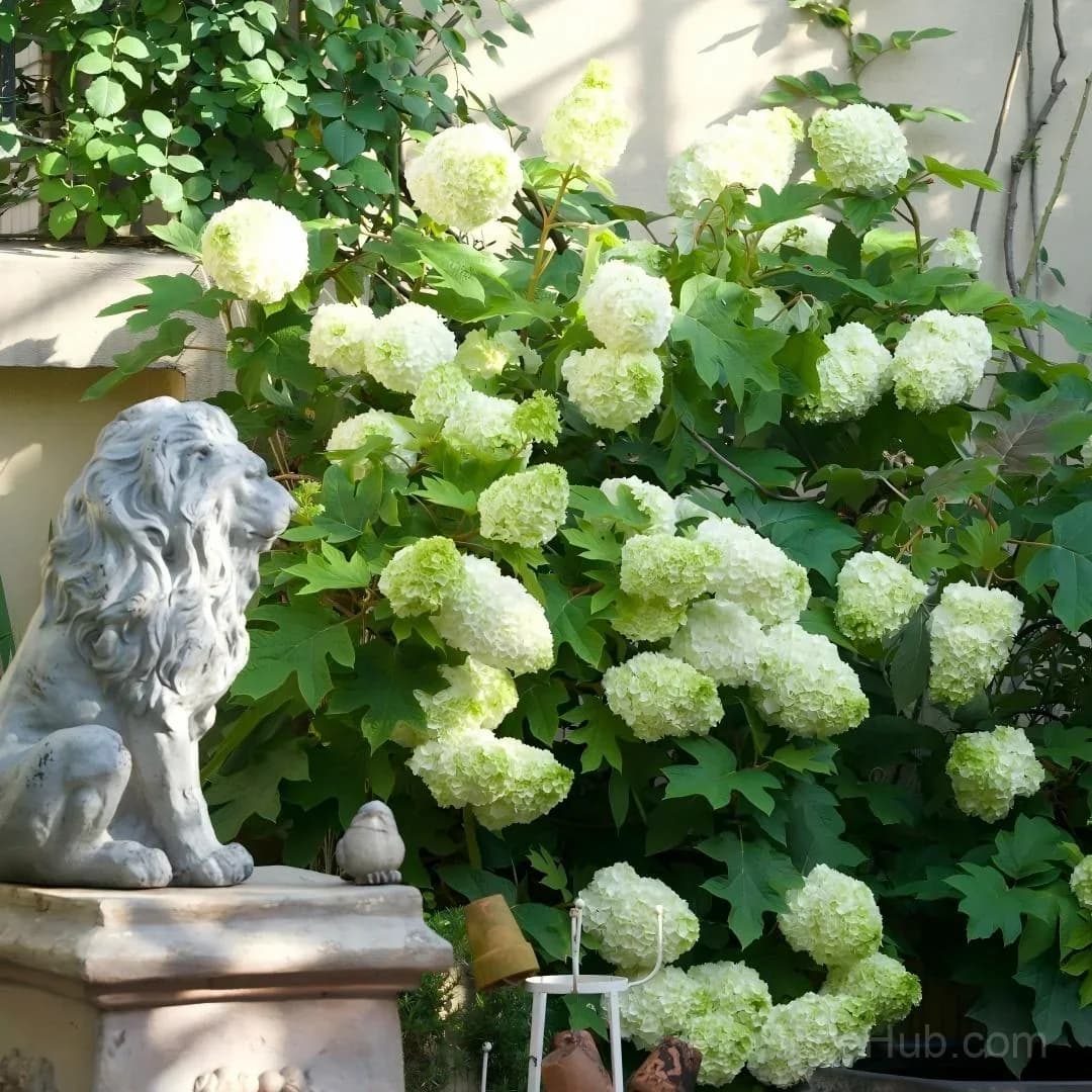 Oakleaf Hydrangea Seeds - Four Seasons of Changing Beauty - Main