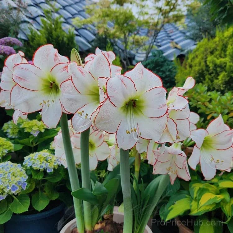 Double-Flowered Amaryllis Bulbs for Garden Planting - View 10