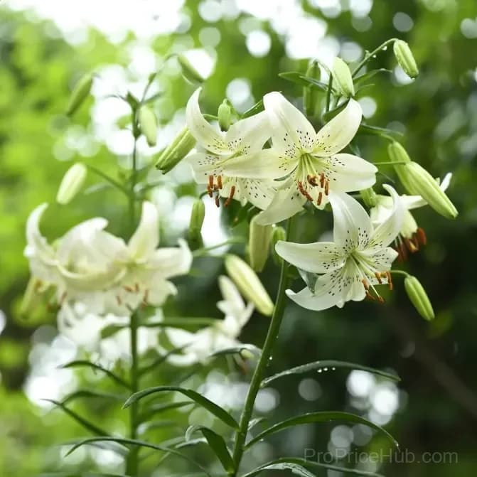 Rare Tiger Lily Bulbs - View 7