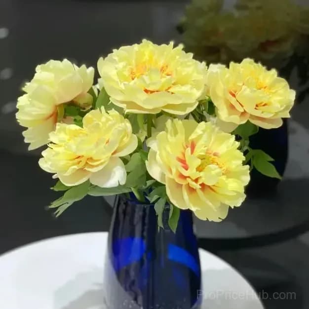 Double Petaled Piani Queen of Flowers Seeds - View 9