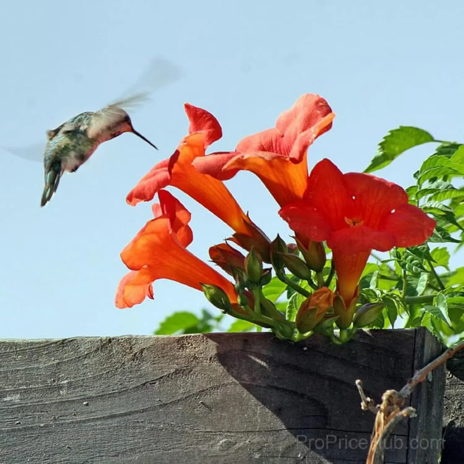 Epilobium garrettii Rainbow Burst Orange Glow Flower Seeds - Main