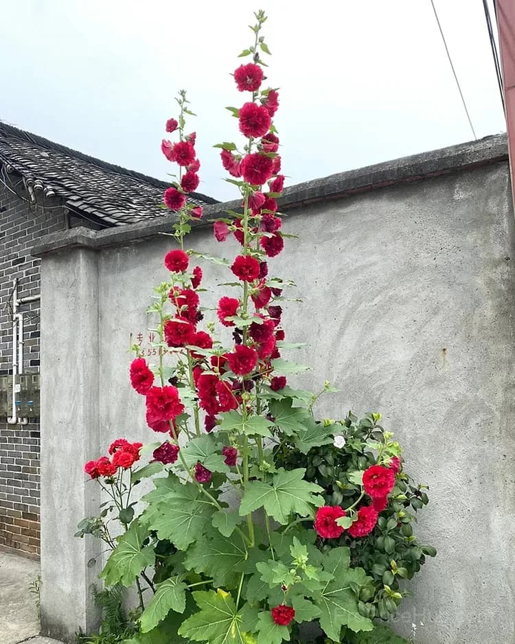 Rare Double Hollyhock Seeds - View 7