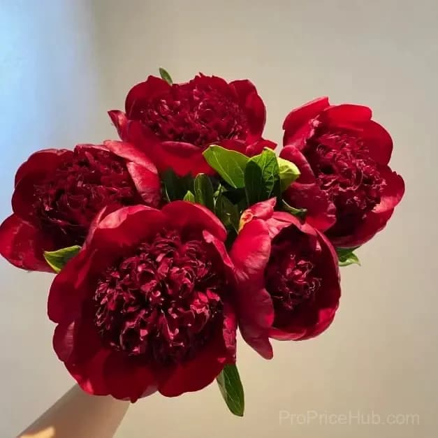Double Petaled Piani Queen of Flowers Seeds - View 6
