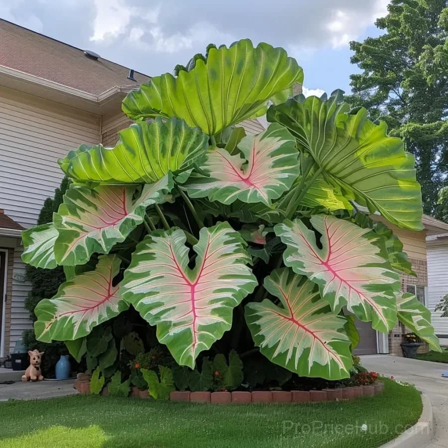 Rare Giant Multi-Color Caladium Bulbs – Tropical Leaves, Easy to Grow - View 11