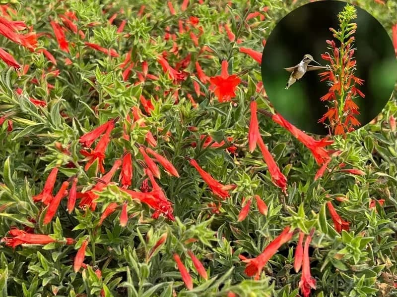Epilobium garrettii Rainbow Burst Orange Glow Flower Seeds - View 9